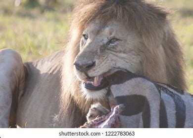 Lion Eating Zebra Stock Photo 1222783063 | Shutterstock