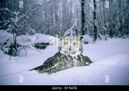 Gran Gallina De Cuernos Adultos Bubo Virginianus Volando Hacia La