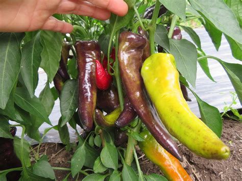 Purple Marconi Pepper Seeds For Sale Carmel Bella Farm