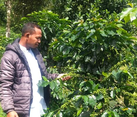 Potensi Besar Ini Dia Wilayah Penghasil Kopi Robusta Dan Arabika Di