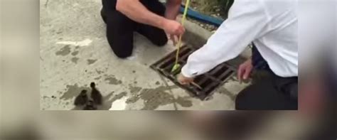 Man Helps Save 10 Ducklings From Storm Drain Abc News