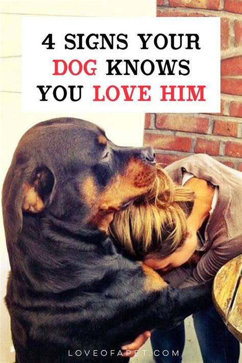 Does My Dog Know I Love Him 4 Signs To Look For Love Of A Pet In