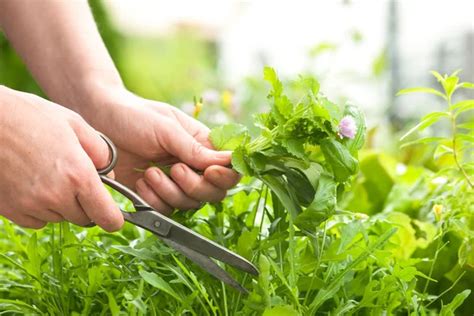 Gathering Fresh Herbs In The Garden — Stock Photo © Alexraths 53326695