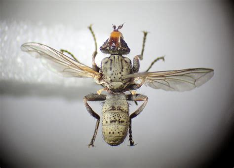 Zodion Cinereum Male Elveden Centerparc Suffolk Flickr