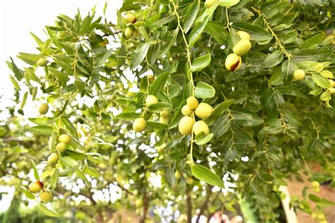 Optimizing Indian Jujube Ber Orchard Management A Month By Month