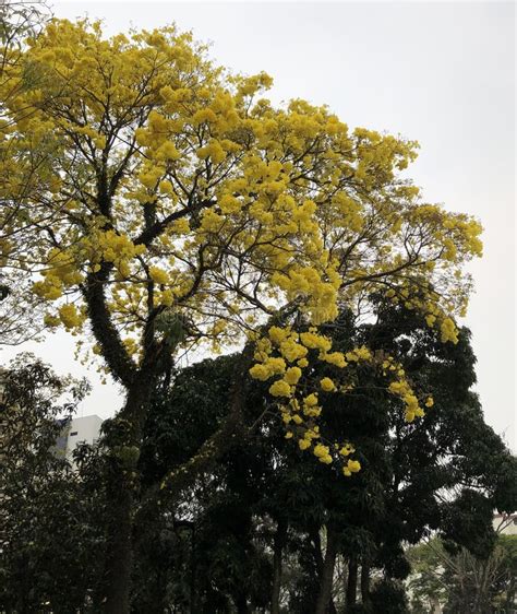 Yellow Trumpet Tree in the City Stock Image - Image of flowers, nature ...