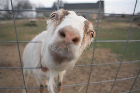 a goat sticking its head through a wire fence looking at the camera ...