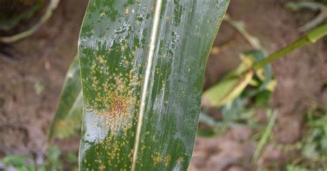 Southern Rust Reports Demonstrate Need For Fungicide Application