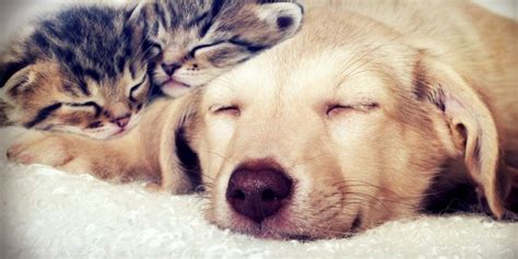 Vídeos de gatos y perros durmiendo juntos - Actualidad mascotas