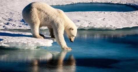 Polar Bear Killed After Attacking Cruise Ship Guard During Tourist Expedition In Norway