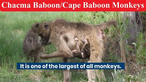 Reproduction Habits Information Life Span Sex And Mating Chacma Baboon