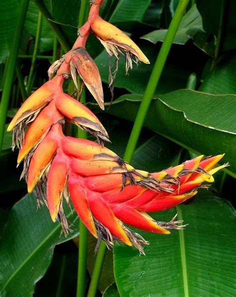 Heliconia Episcopalis X Standleyi Flabellata Dsc Flickr