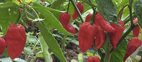 The Naga Viper Pepper Pepperheads For Life