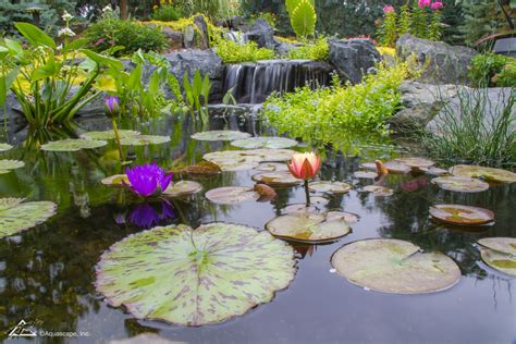 Beneficial Bacteria: How, Why & When to use in a Pond or Water Garden