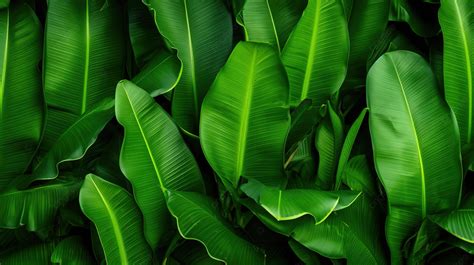 Vibrant Green Background With Banana Tree Leaves Leaf Banana Leaf