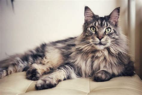 Why Is Your Maine Coon Not Fluffy (What To Do) - MaineCoon.org