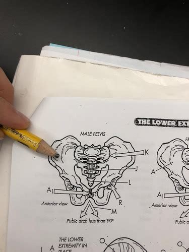 The Pelvic Girdle Flashcards Quizlet