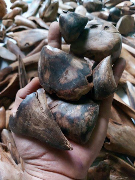 Jual Kayu Gaharu Kalimantan Asli Wangi Alami Gbb Di Lapak Lia Store