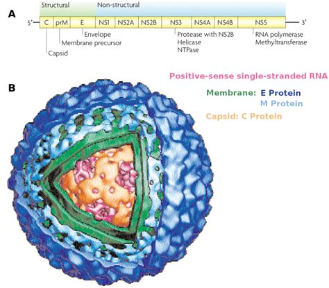 Dengue Fever Dengue Hemorrhagic Fever Off