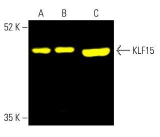 KLF15抗体 A 5 SCBT Santa Cruz Biotechnology