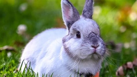 Ventajas De Tener Un Conejo Como Mascota