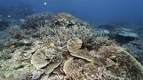 Australien Great Barrier Reef Verzeichnet Schlimmste Korallenbleiche