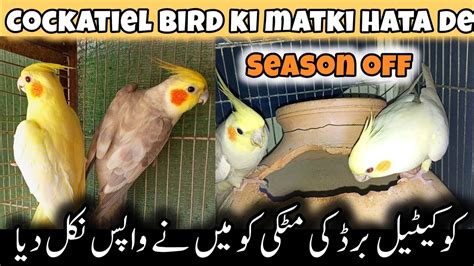 Cockatiel Bird Ki Matki Hata De Cockatiel Bird Season Ki Last Breed Youtube