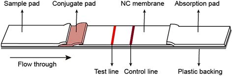 Frontiers Development Of A Colloidal Gold Based Immunochromatographic Assay For Rapid