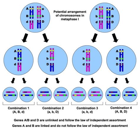 Independent Assortment And Crossing Over