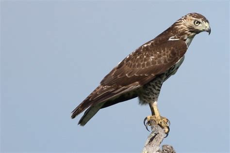 Juvenile Red Tailed Hawk Juvenile Red Tailed Hawk Buteo J Flickr