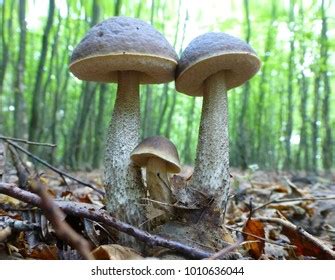 Common Bonnet Mycena Galericulata Inedible Mushroom Stock Photo