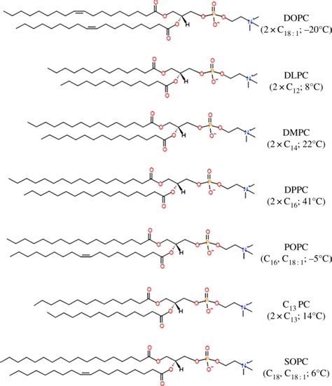 The Structures Of 12 Dioleoyl Sn Glycero 3 Phosphatidylcholine Dopc