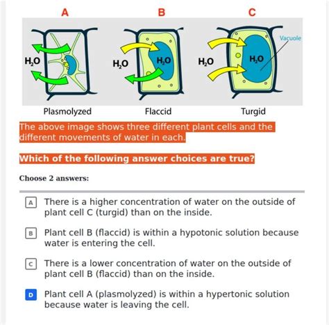 Hypertonic Plant Cell