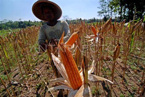 Produksi Jagung Saat Kemarau Antara Foto