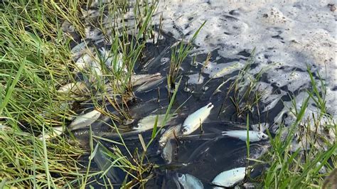 Espuma Branca Aparece Em Lago E Causa Mortandade De Peixes Em