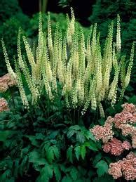 Cimicifuga Racemosa Black Cohosh Bugbane Stunning Blooms Native