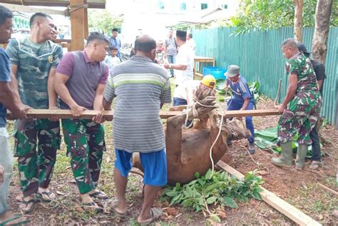 Maknai Idul Adha Kodim Sarko Potong Hewan Qurban Jurnalone