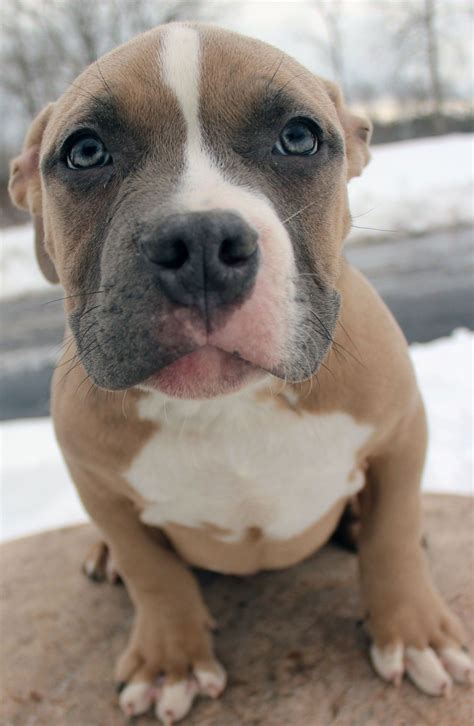 Xxl Blue Fawn Male Pitbull Puppy For Sale Pitbull Puppies Pitbull