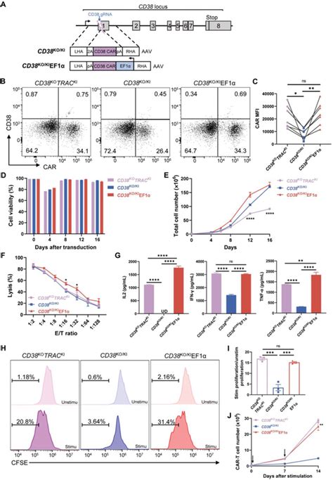 In Vitro Functions Of CD38 CART Cells Generated By 2in1 KO KI