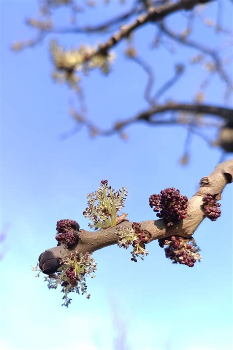 Jesion Wynios Y Fraxinus Excelsior Du E Drzewa Galeria Ogrodowa