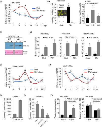 The Immune Repressor Bir1 Contributes To Antiviral Defense And