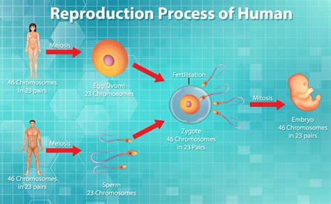 Reproduction In Humans