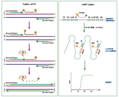 Bst Plus Dna