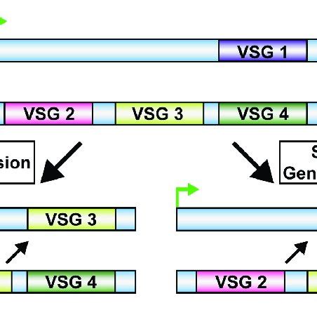 Trypanosoma Brucei Homologous Recombination VSG Switching VSG