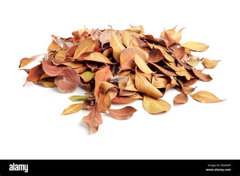 Heap Of Dry Leaves On White Background Stock Photo Alamy