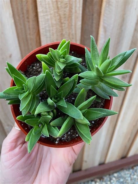 Crassula Shark Tooth Succulent Obsession