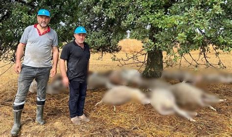 Ağaca yıldırım düştü Çevresindeki 29 koyun öldü Son Dakika Türkiye