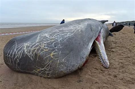 Three More Sperm Whales Found Washed Up On Same Beach Where 50ft Mammal