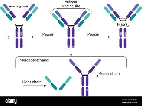 Antibody structure of immunoglobulin with enzymes papain and pepsin ...