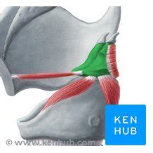 Arytenoid cartilage: Anatomy, location and function | Kenhub